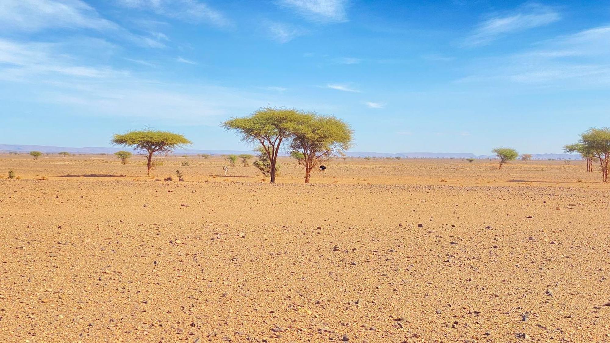 Atta Desert Camp El Gouera Luaran gambar